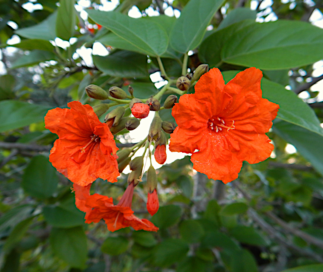 Cordia flowers, taken in Punta Gorda, FL